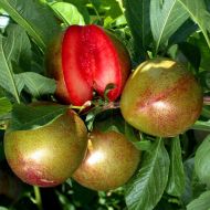 Саженец сливово-абрикосовый гибрид Флейвор Супреме в контейнере